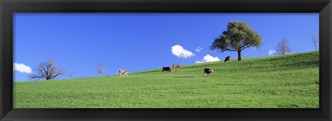 Framed Cows, Canton Zug, Switzerland Print