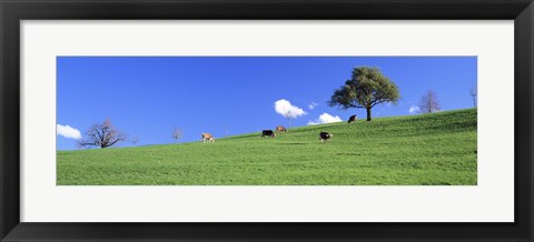 Framed Cows, Canton Zug, Switzerland Print