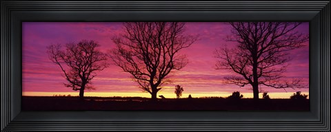 Framed Oak Trees, Sunset, Sweden Print