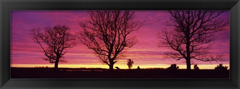 Framed Oak Trees, Sunset, Sweden Print