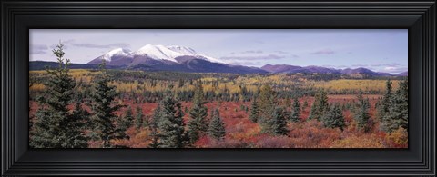 Framed Canada, Yukon Territory, View of pines trees in a valley Print