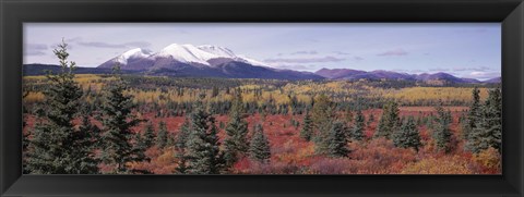 Framed Canada, Yukon Territory, View of pines trees in a valley Print