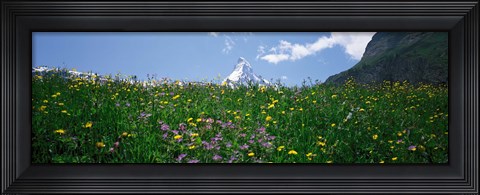 Framed Wild Flowers, Matterhorn Switzerland Print
