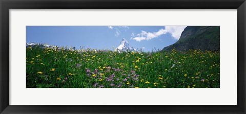 Framed Wild Flowers, Matterhorn Switzerland Print