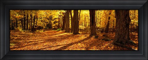 Framed Tree Lined Road, Massachusetts, USA Print
