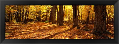 Framed Tree Lined Road, Massachusetts, USA Print