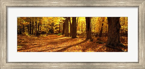 Framed Tree Lined Road, Massachusetts, USA Print