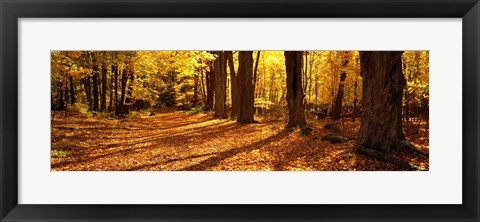 Framed Tree Lined Road, Massachusetts, USA Print