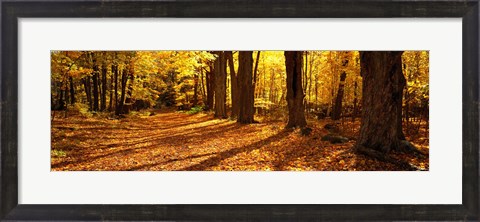 Framed Tree Lined Road, Massachusetts, USA Print