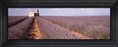 Framed Lavender Field, Valensole Province, France Print