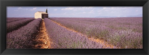 Framed Lavender Field, Valensole Province, France Print