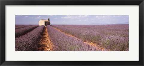 Framed Lavender Field, Valensole Province, France Print