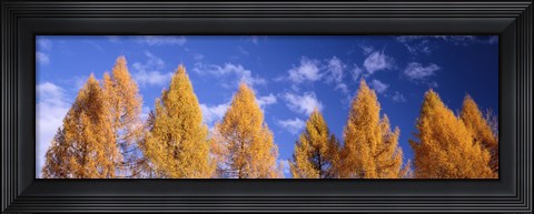 Framed Lark Trees, Switzerland Print