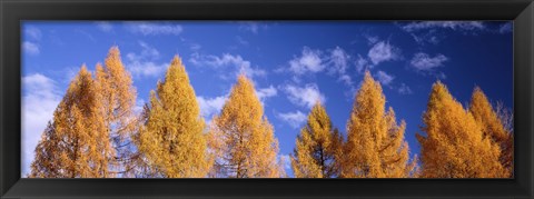 Framed Lark Trees, Switzerland Print