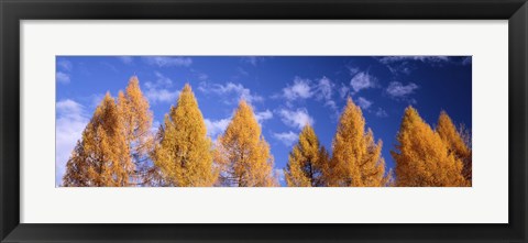 Framed Lark Trees, Switzerland Print