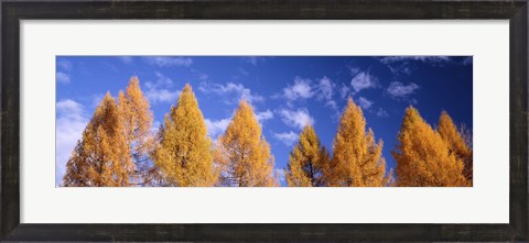Framed Lark Trees, Switzerland Print