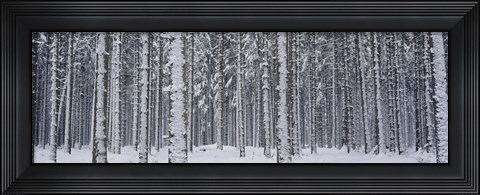 Framed Snow covered trees in a forest, Austria Print