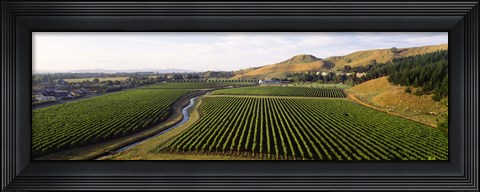 Framed Mission Vineyard, Hawkes Bay North Island, New Zealand Print