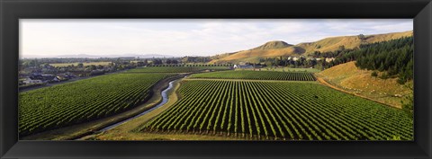 Framed Mission Vineyard, Hawkes Bay North Island, New Zealand Print