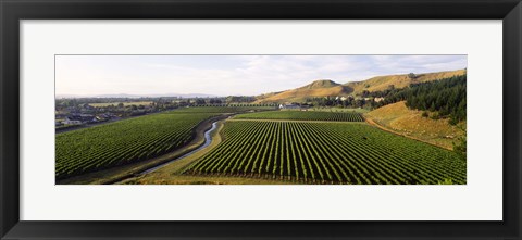 Framed Mission Vineyard, Hawkes Bay North Island, New Zealand Print