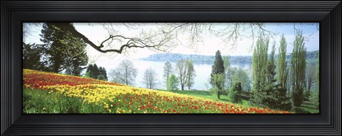 Framed Lake Constance, Insel Mainau, Germany Print