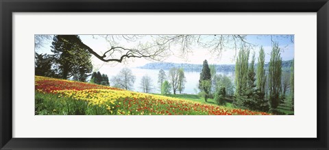 Framed Lake Constance, Insel Mainau, Germany Print