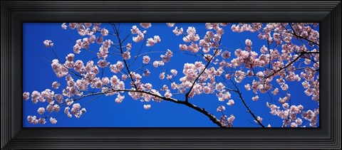Framed Cherry Blossoms Washington DC Print