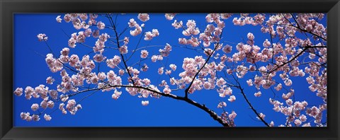 Framed Cherry Blossoms Washington DC Print