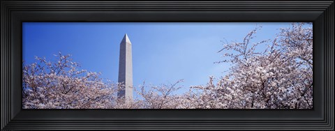 Framed Washington Monument behind cherry blossom trees, Washington DC, USA Print