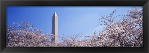 Framed Washington Monument behind cherry blossom trees, Washington DC, USA Print