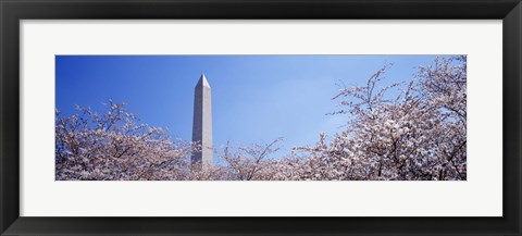 Framed Washington Monument behind cherry blossom trees, Washington DC, USA Print