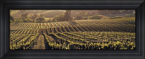 Framed Aerial View Of Rows Crop In A Vineyard, Careros Valley, California, USA Print