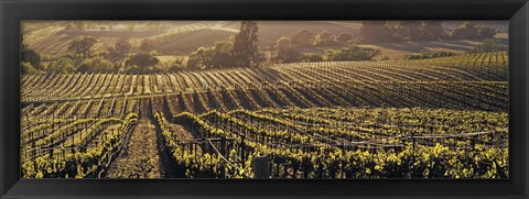 Framed Aerial View Of Rows Crop In A Vineyard, Careros Valley, California, USA Print