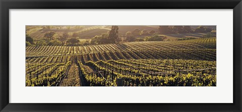 Framed Aerial View Of Rows Crop In A Vineyard, Careros Valley, California, USA Print