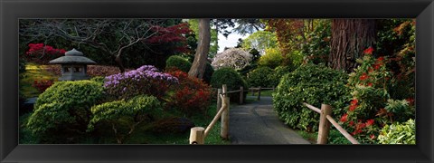 Framed Japanese Tea Garden, San Francisco, California, USA Print