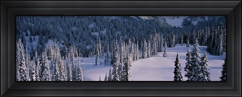 Framed Fir Trees, Mount Rainier National Park, Washington State, USA Print