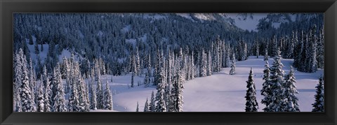 Framed Fir Trees, Mount Rainier National Park, Washington State, USA Print