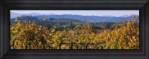 Framed High Angle View Of A Field, Alexander Valley, Napa, California, USA Print