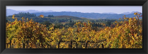 Framed High Angle View Of A Field, Alexander Valley, Napa, California, USA Print