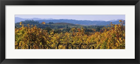 Framed High Angle View Of A Field, Alexander Valley, Napa, California, USA Print