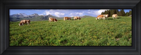 Framed Switzerland, Cows grazing in the field Print