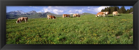Framed Switzerland, Cows grazing in the field Print