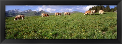 Framed Switzerland, Cows grazing in the field Print