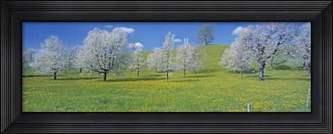 Framed View Of Blossoms On Cherry Trees, Zug, Switzerland Print