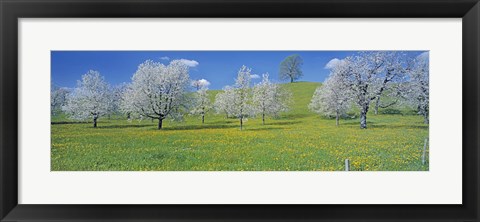 Framed View Of Blossoms On Cherry Trees, Zug, Switzerland Print