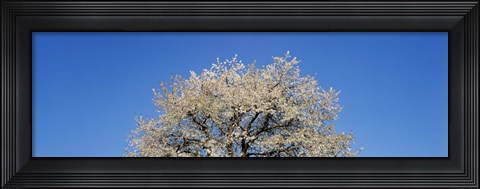 Framed Cherry Blossoms, Switzerland Print