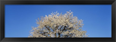 Framed Cherry Blossoms, Switzerland Print