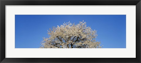 Framed Cherry Blossoms, Switzerland Print