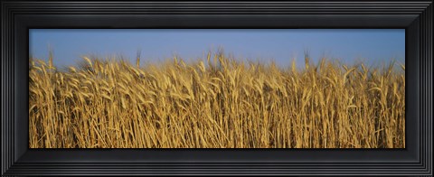Framed Field Of Wheat, France Print