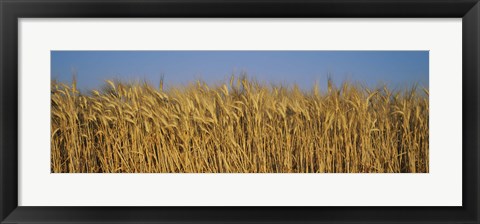 Framed Field Of Wheat, France Print